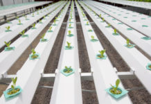 Idrocoltura 771 0 004 Idrocoltura_ok